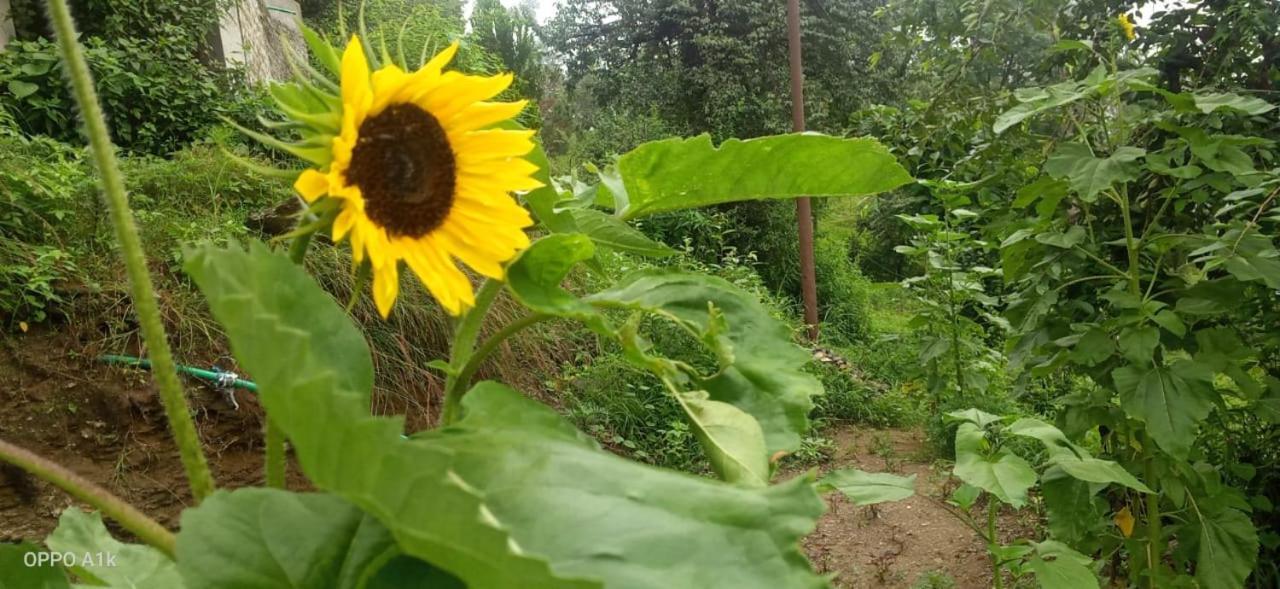 Evergreen Home Stay Almora Exterior foto
